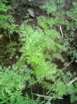 090813_135138itapase.jpg