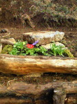 NEC_0494.jpg