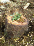 NEC_0495.jpg